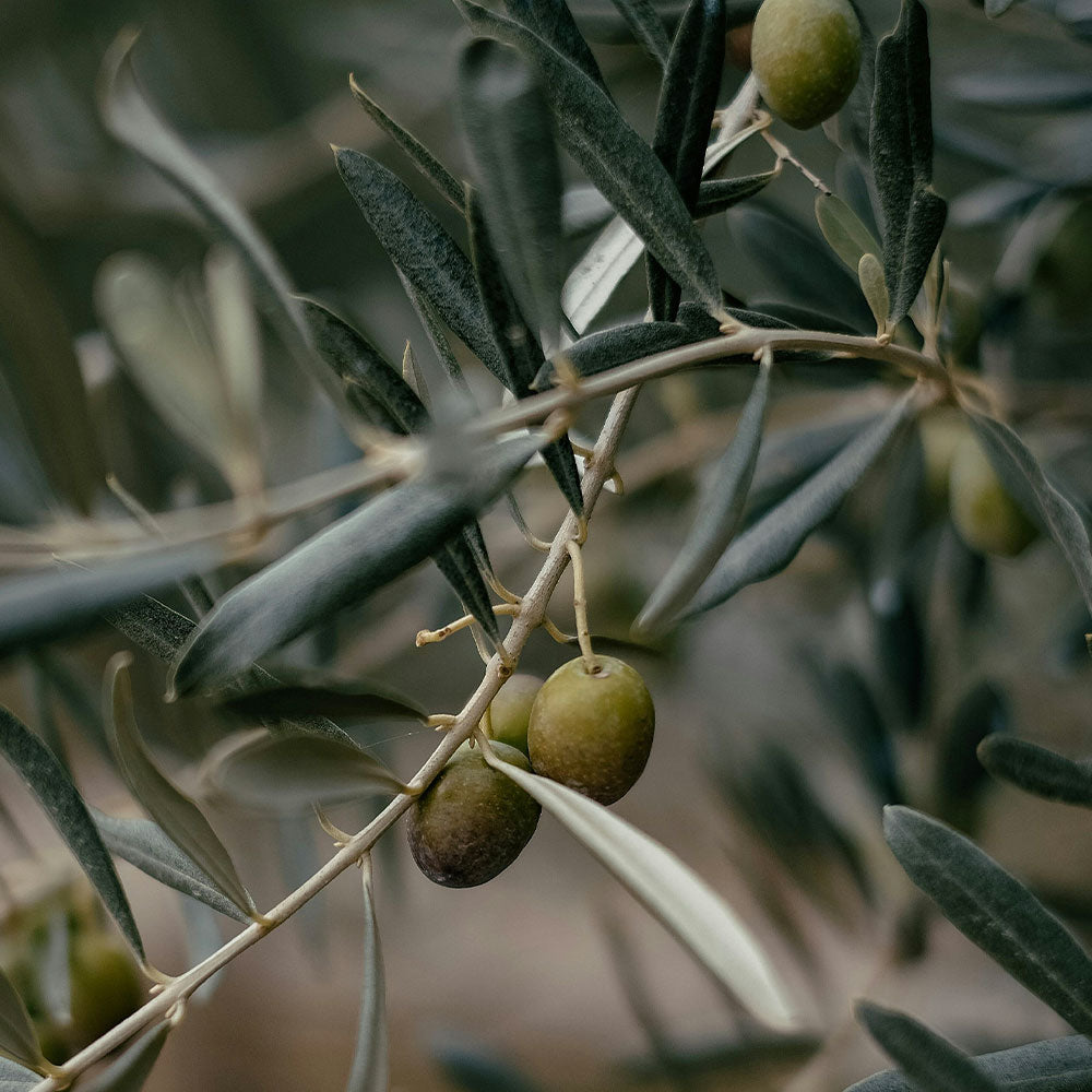 Aeolis Olive Derived Skincare