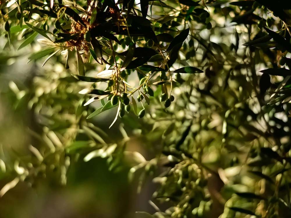 greek olives